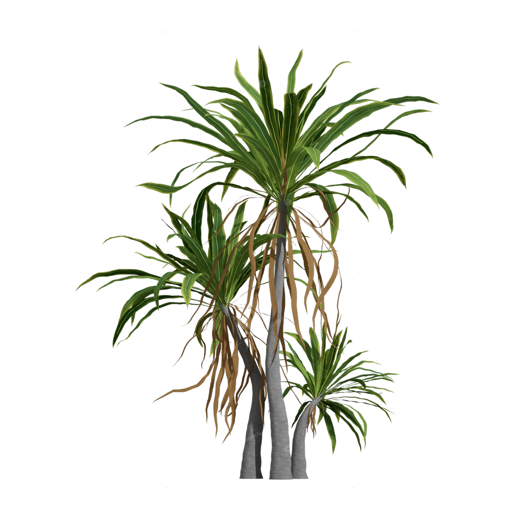 Xerophyte Plants 3D Models
