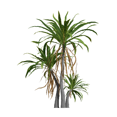 Xerophytes Cordyline indivisa 02
