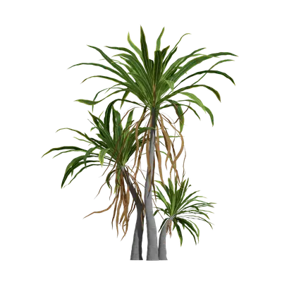 Cordyline indivisa 02