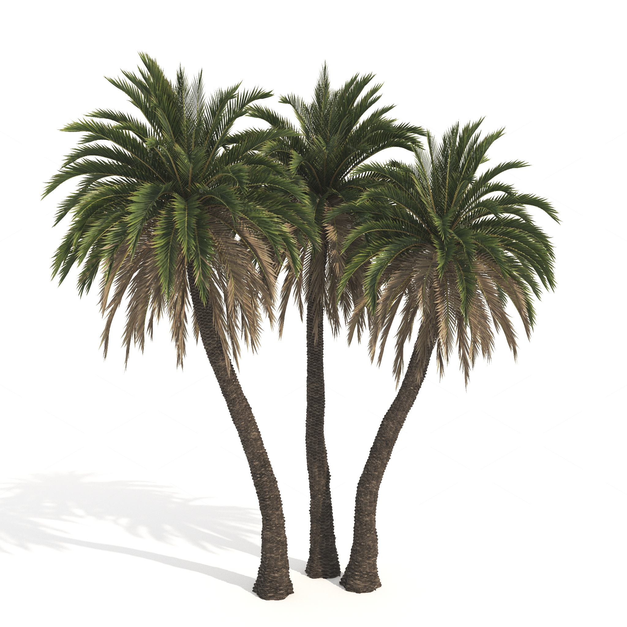 Trees 3D Models