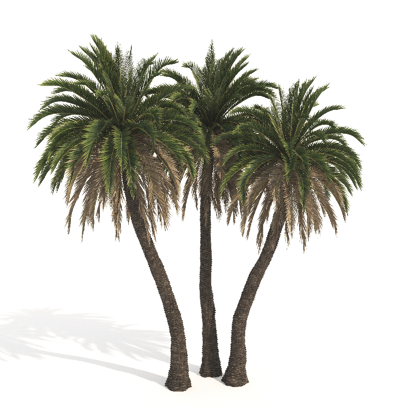 Modern Coniferous Tree