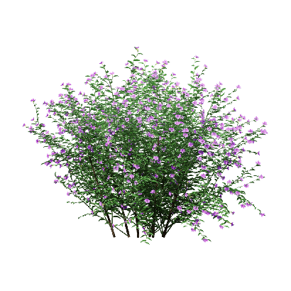Grass Cuphea hyssopifolia 01
