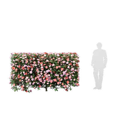 Camellia sasanqua 04