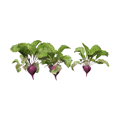 Crops Beets 09