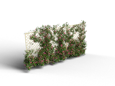 Modern Climbing Plants