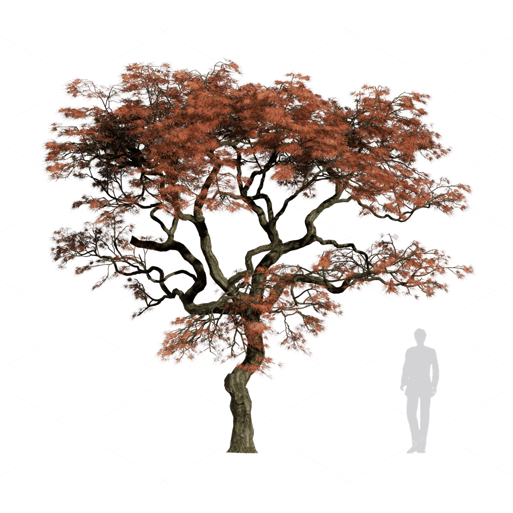 Trees 3D Models