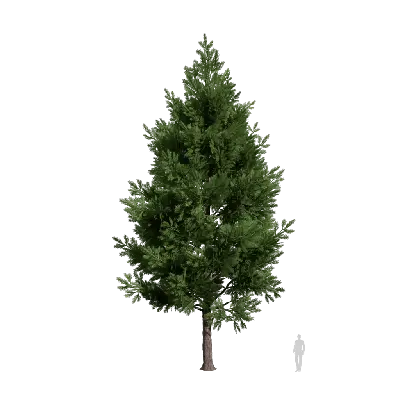 Camphor pine 01 3d model