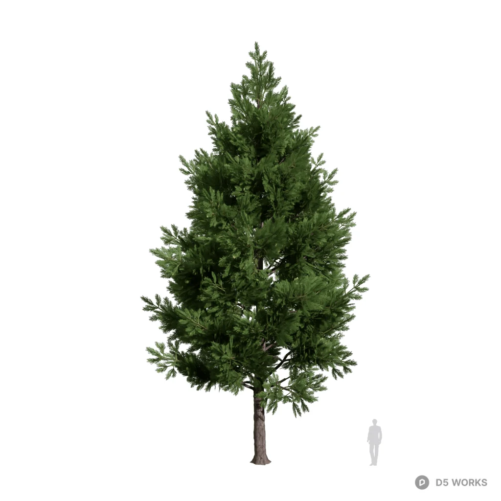 Camphor pine 01 3d model - Image 1