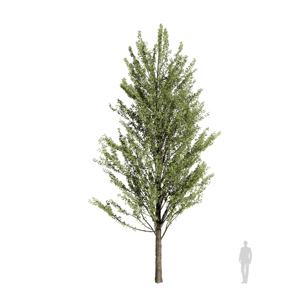 Trees 3D Models