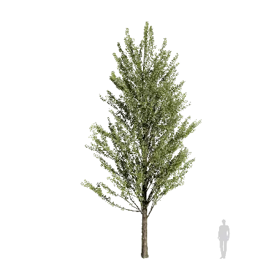 Ginkgo biloba 09 3d model