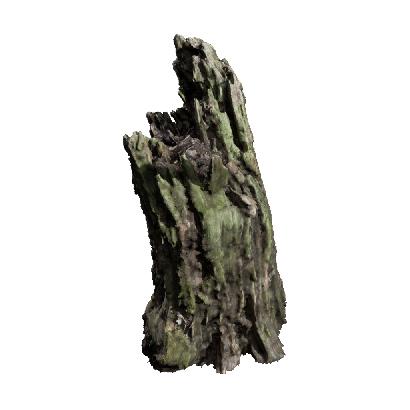 Other Plants Dead Tree Stumps 23 