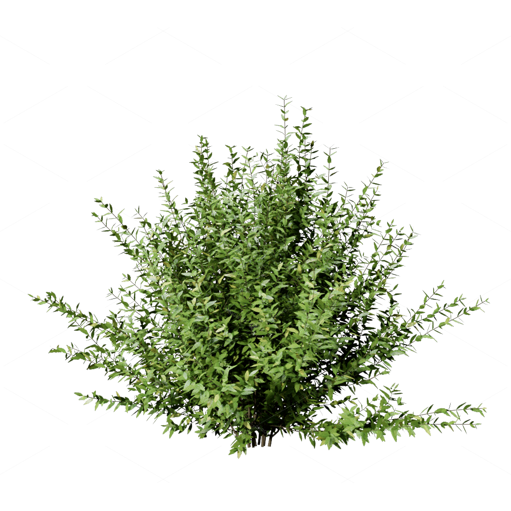 Shrubs 3D Models