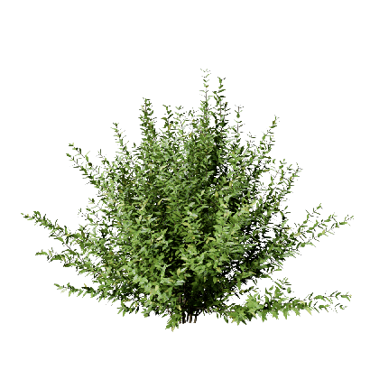 Shrub Golden Privet 02