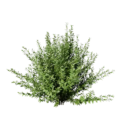 Golden Privet 02 3d model