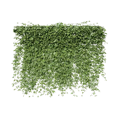 Mucuna sempervirens 01