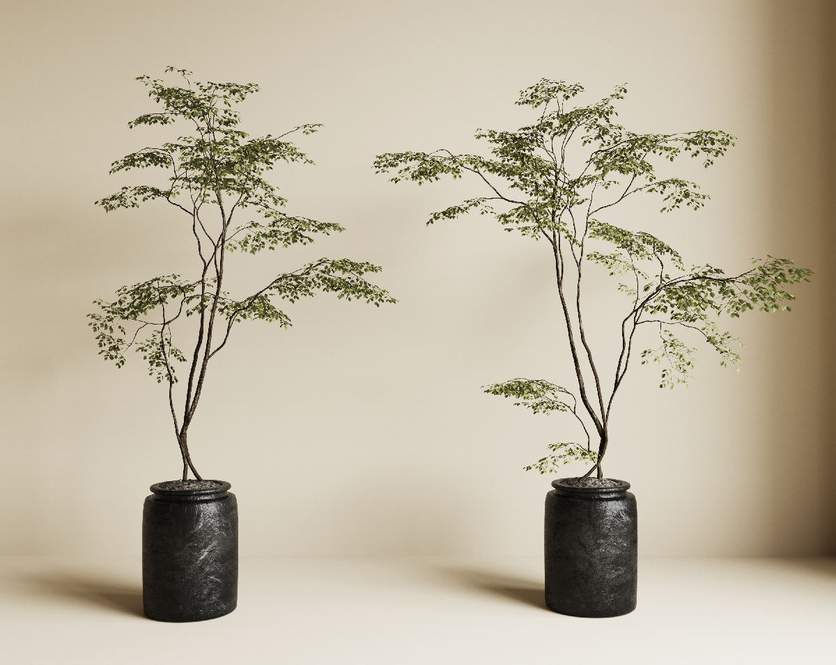 Japanese Potted Plant