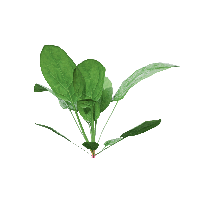 Crops Spinacia oleracea 03