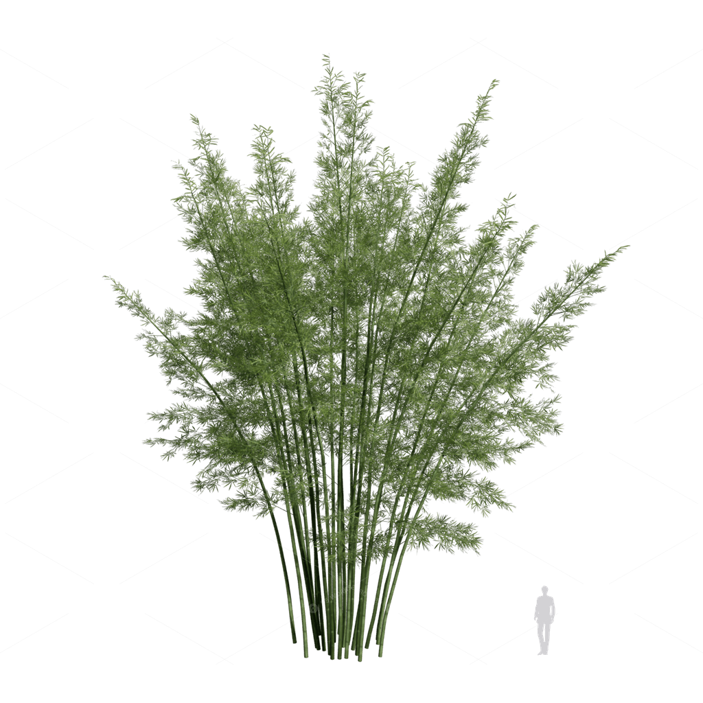 Other Botanicals 3D Models