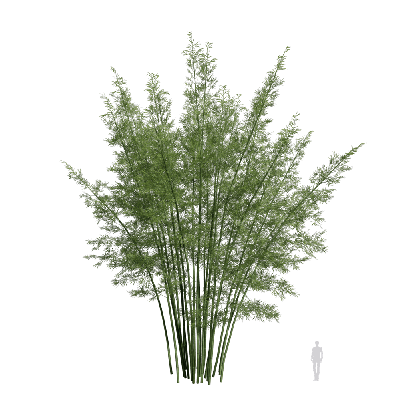 Bamboo Bambusoideae 03
