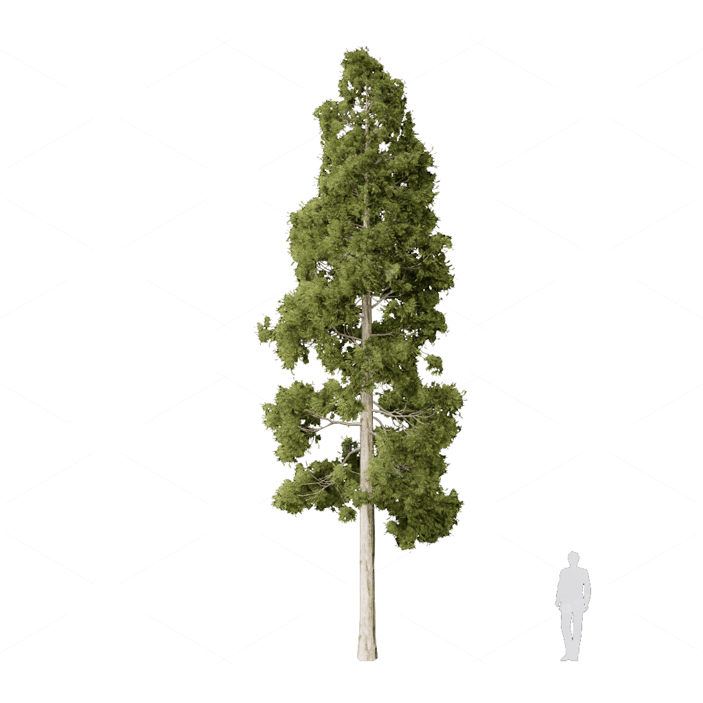 Trees 3D Models