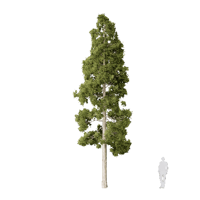 Coniferous Tree Cryptomeria japonica 04