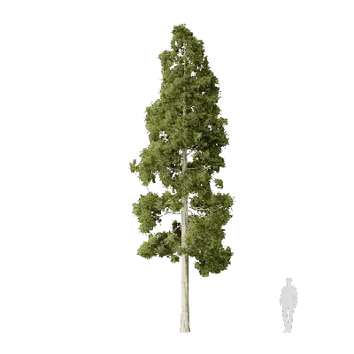 Cryptomeria japonica 04