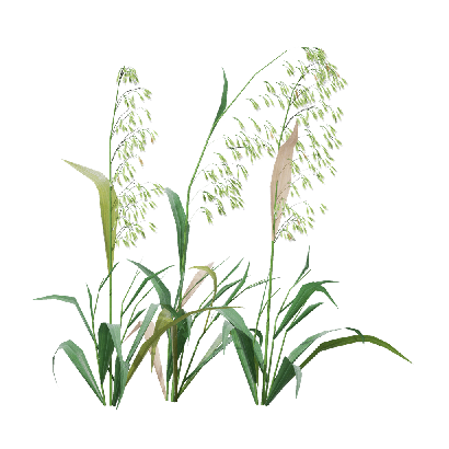 Crops Avena sativa 03