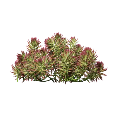 Sedum reflexum 03
