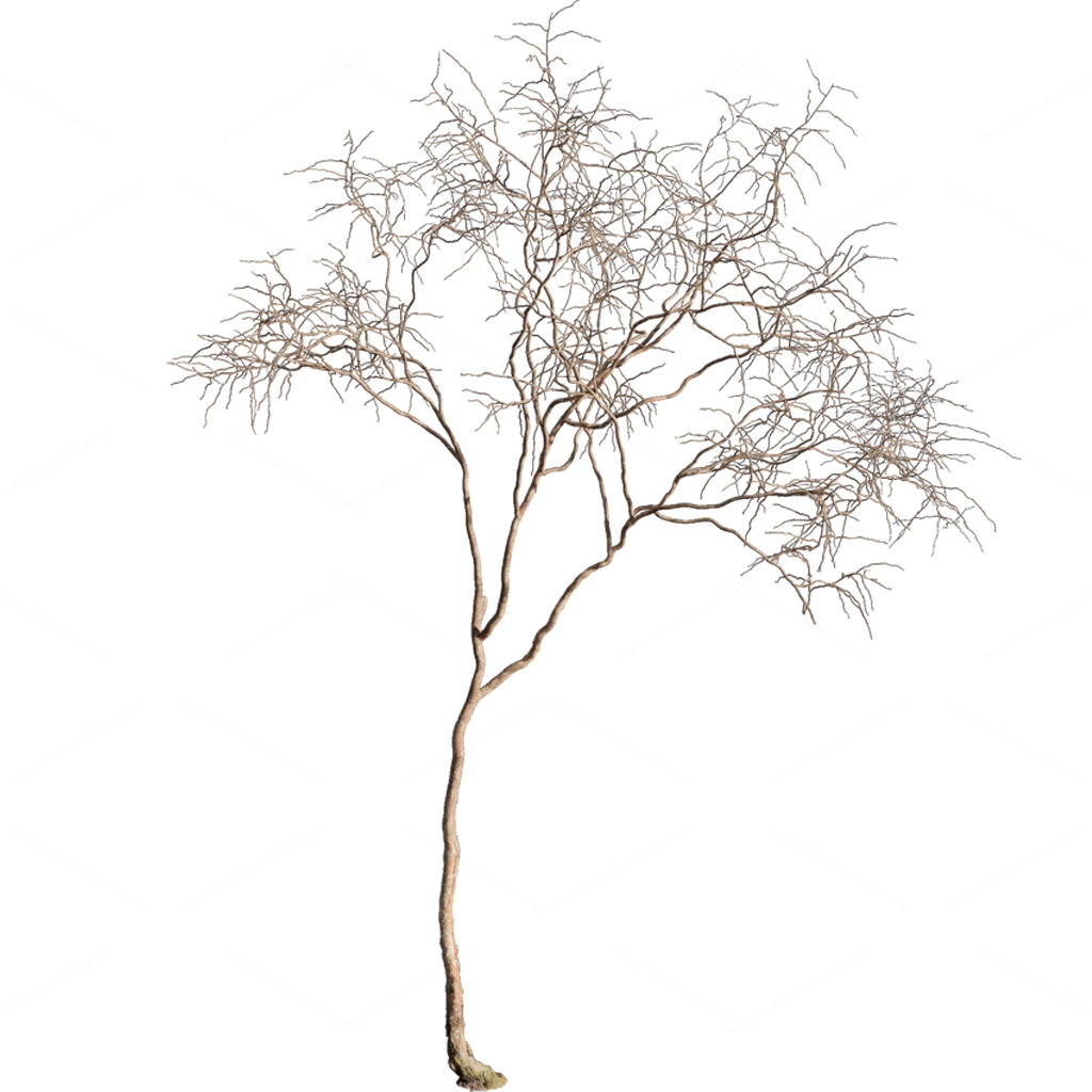 Other Botanicals 3D Models