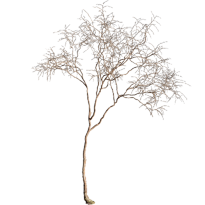 Other Plants Dead tree 08 