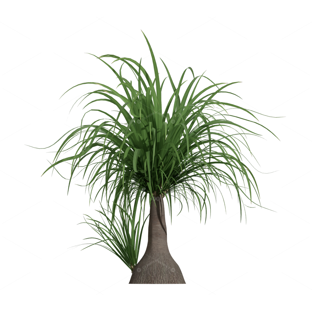 Xerophyte Plants 3D Models