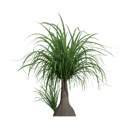 Xerophytes Beaucarnea recurvata 01