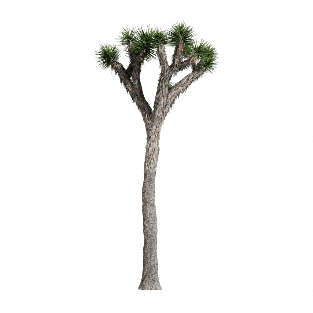 Xerophyte Plants 3D Models