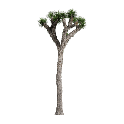 Xerophytes Yucca brevifolia 04
