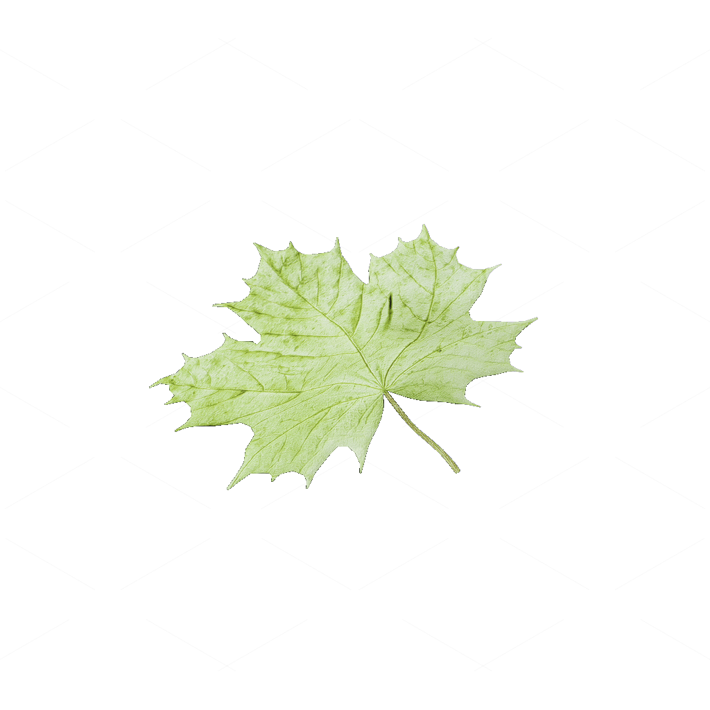 Other Botanicals 3D Models