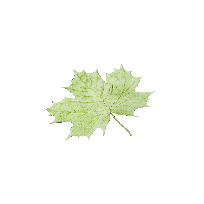 Other Plants leaf 18