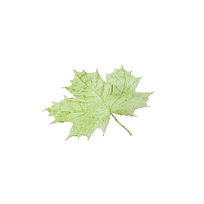 leaf 18 3d model