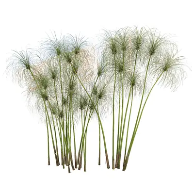 Modern Aquatic Plants