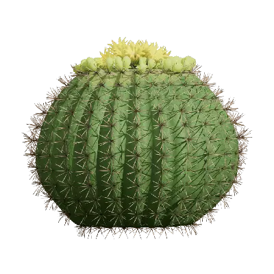 Echinopsis tubiflora 04