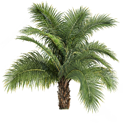 Modern Coniferous Tree