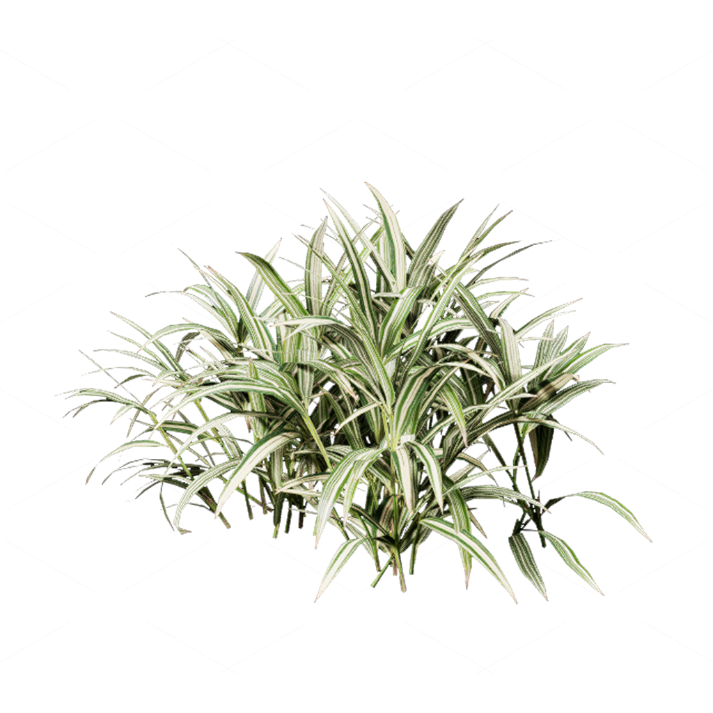 Shrubs 3D Models