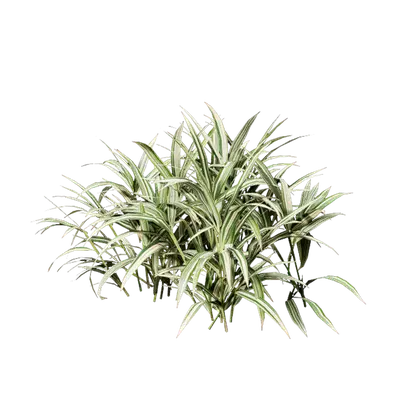 Pleioblastus fortunei 04 3d model