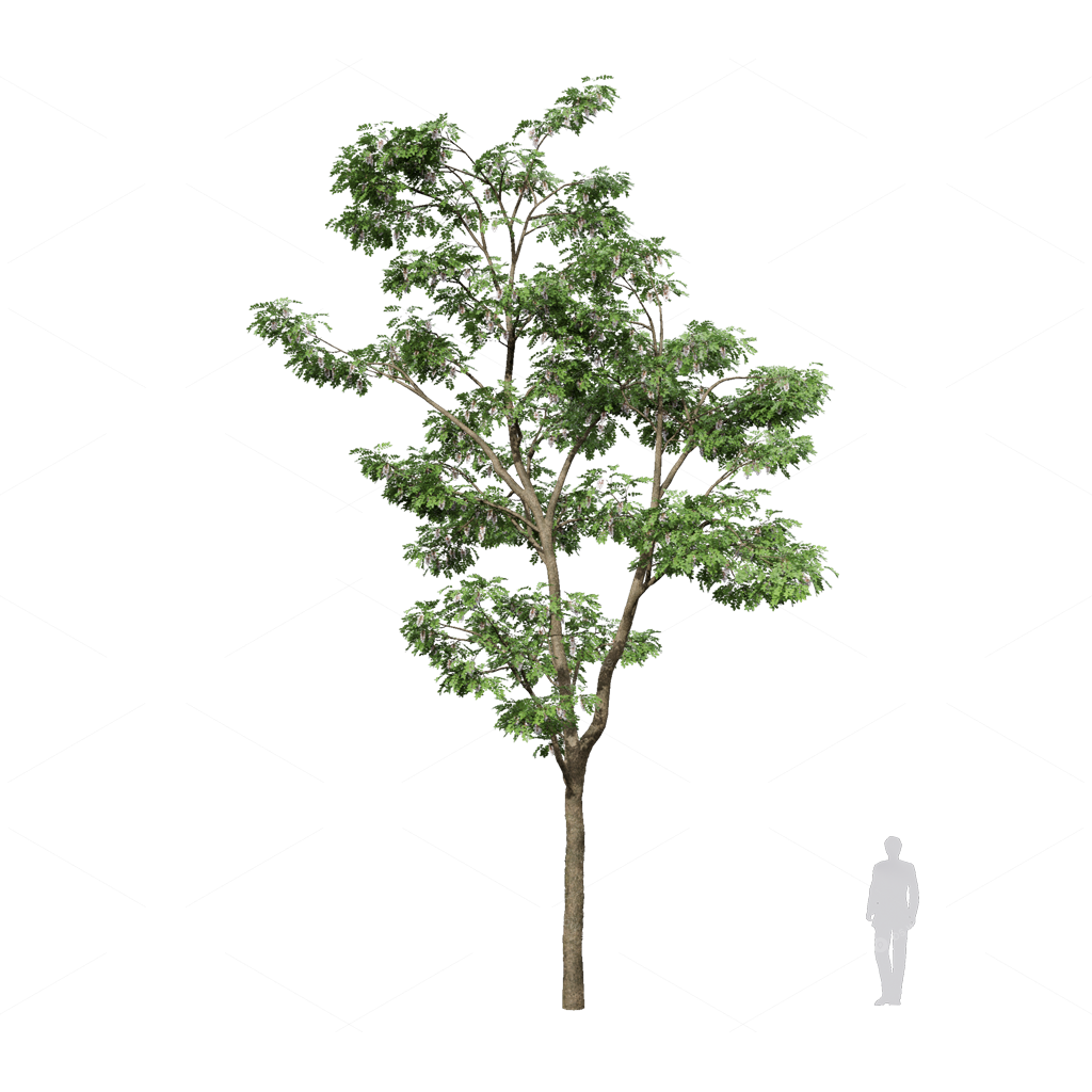 Trees 3D Models