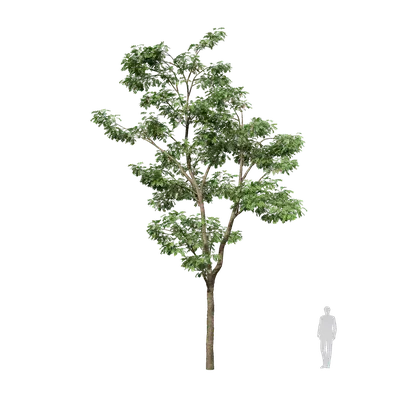 Styphnolobium japonicum 01