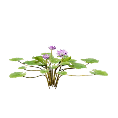 Nymphaea Purple 04