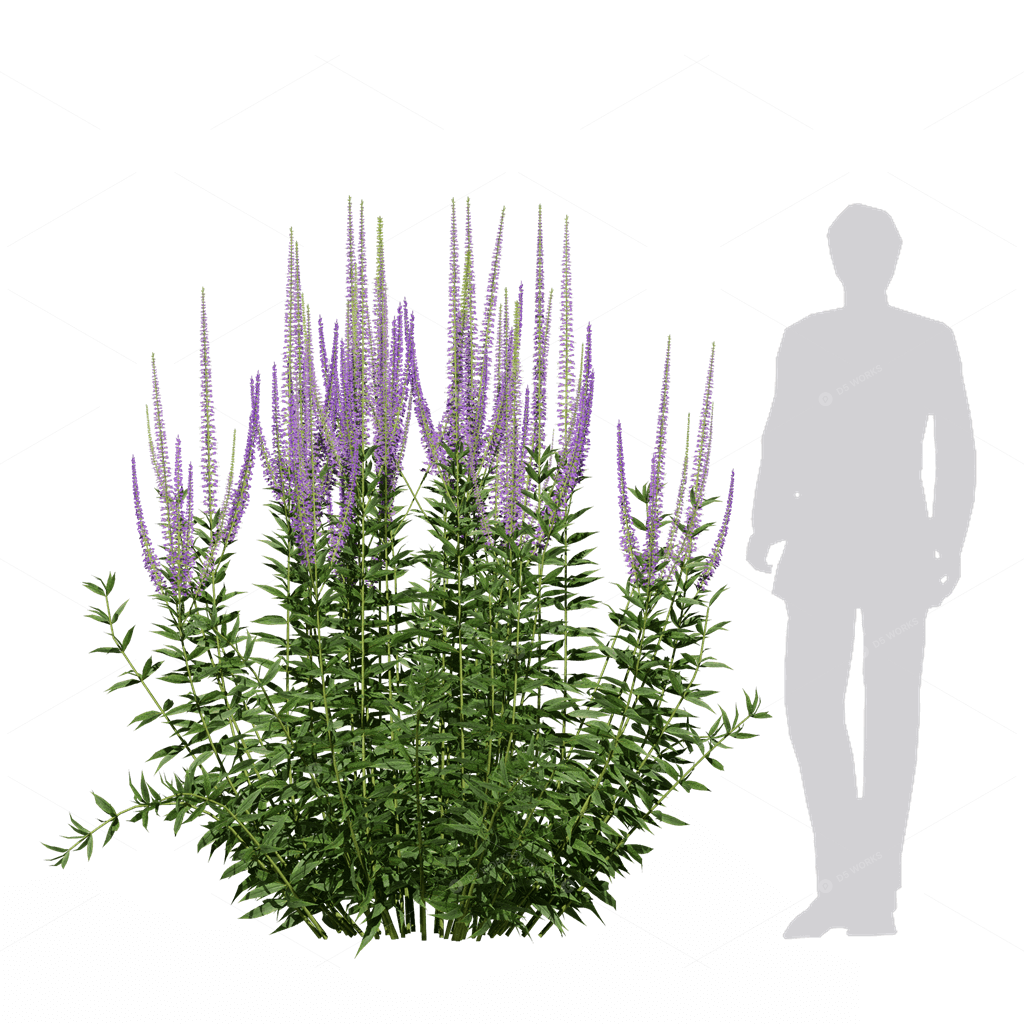 Flowers 3D Models