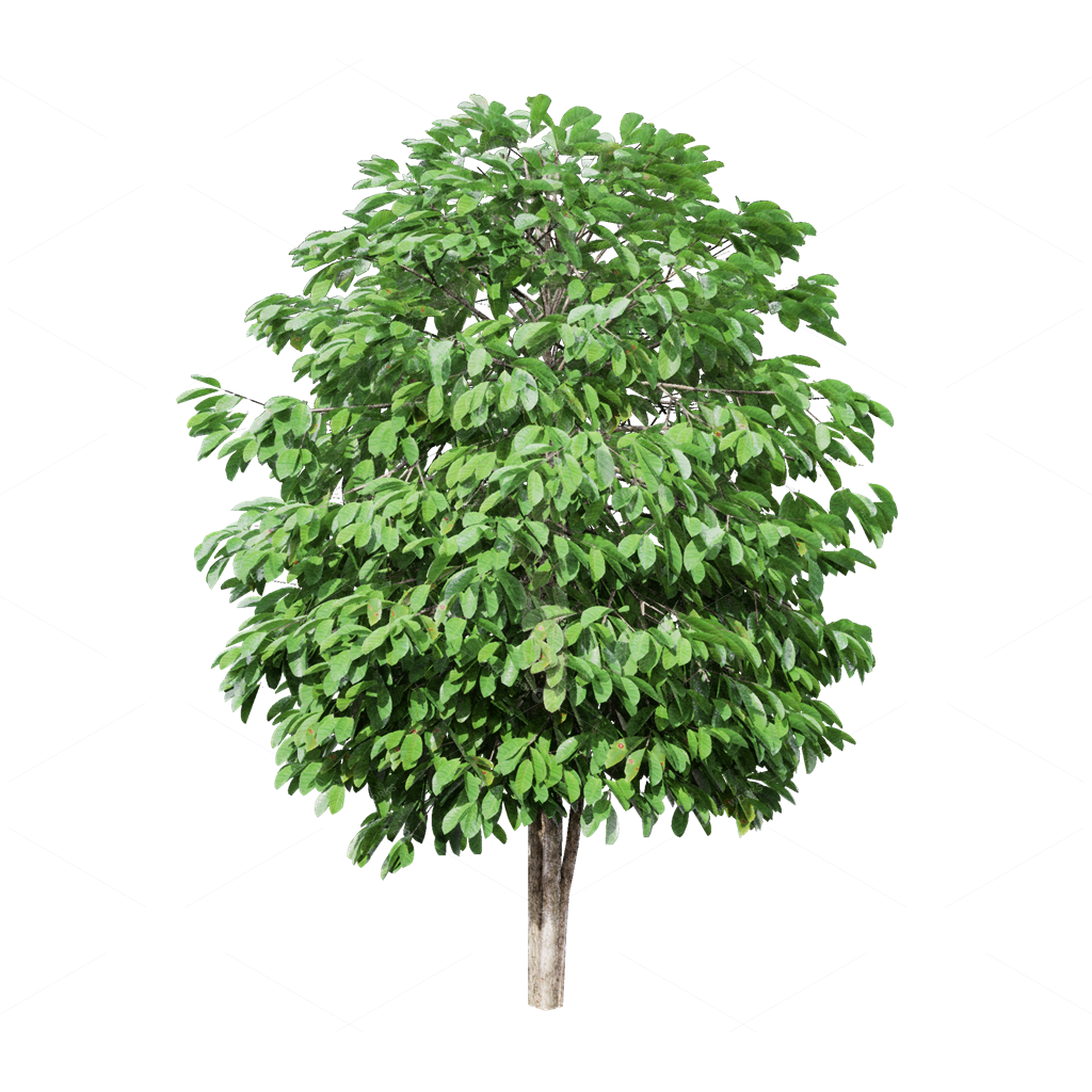 Crops 3D Models