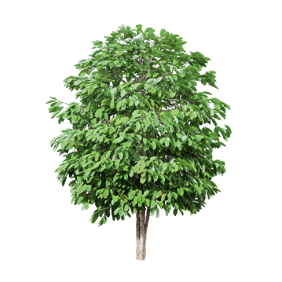 Crops Coffea arabica 01