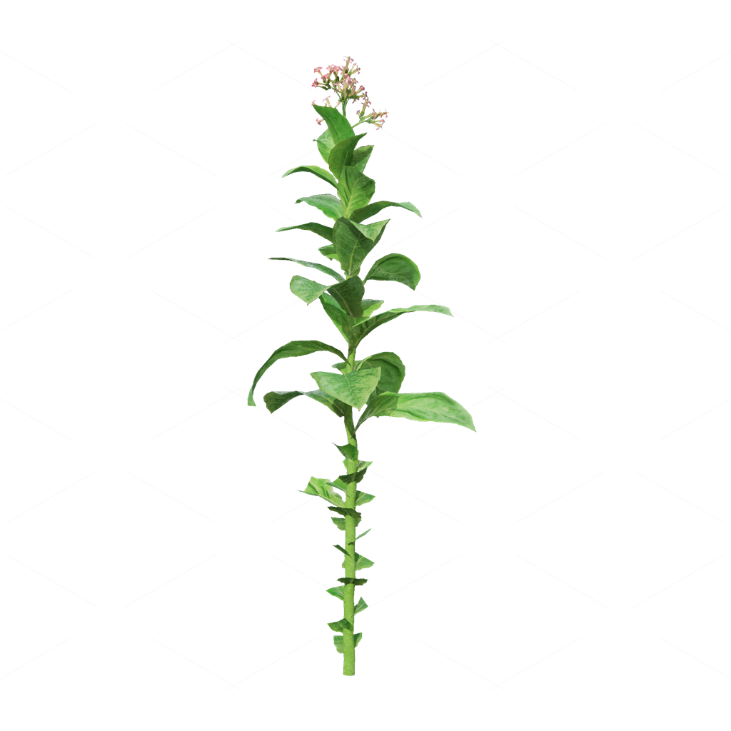 Crops 3D Models