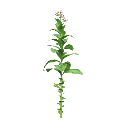 Crops Nicotiana tabacum 07